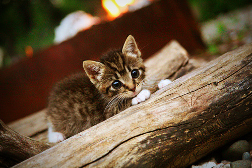 神话再生,当希腊足球重演特洛伊之战