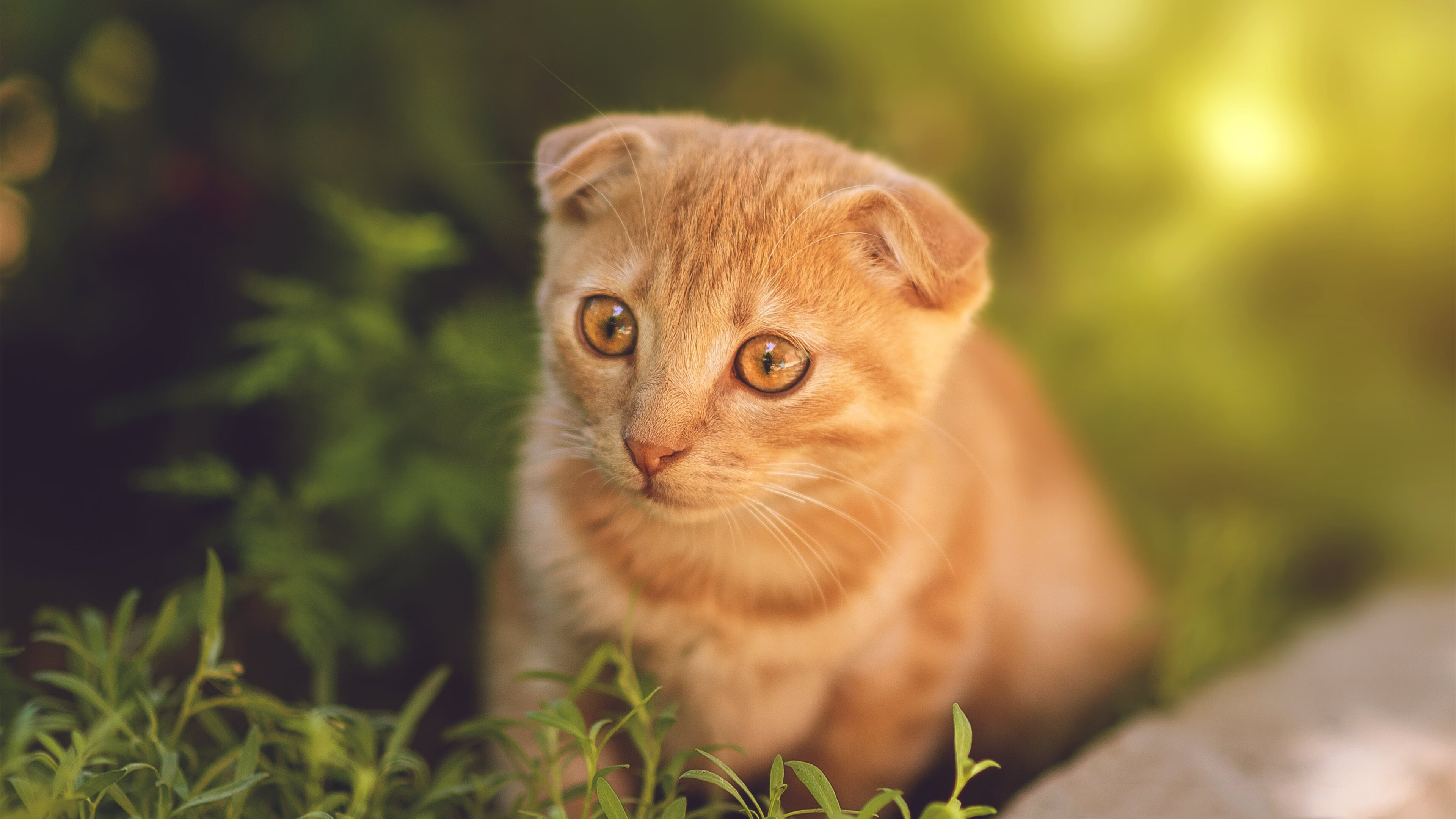 冰封时刻！76人险胜太阳，利拉德用一记三分宣告谁才是真正的关键先生