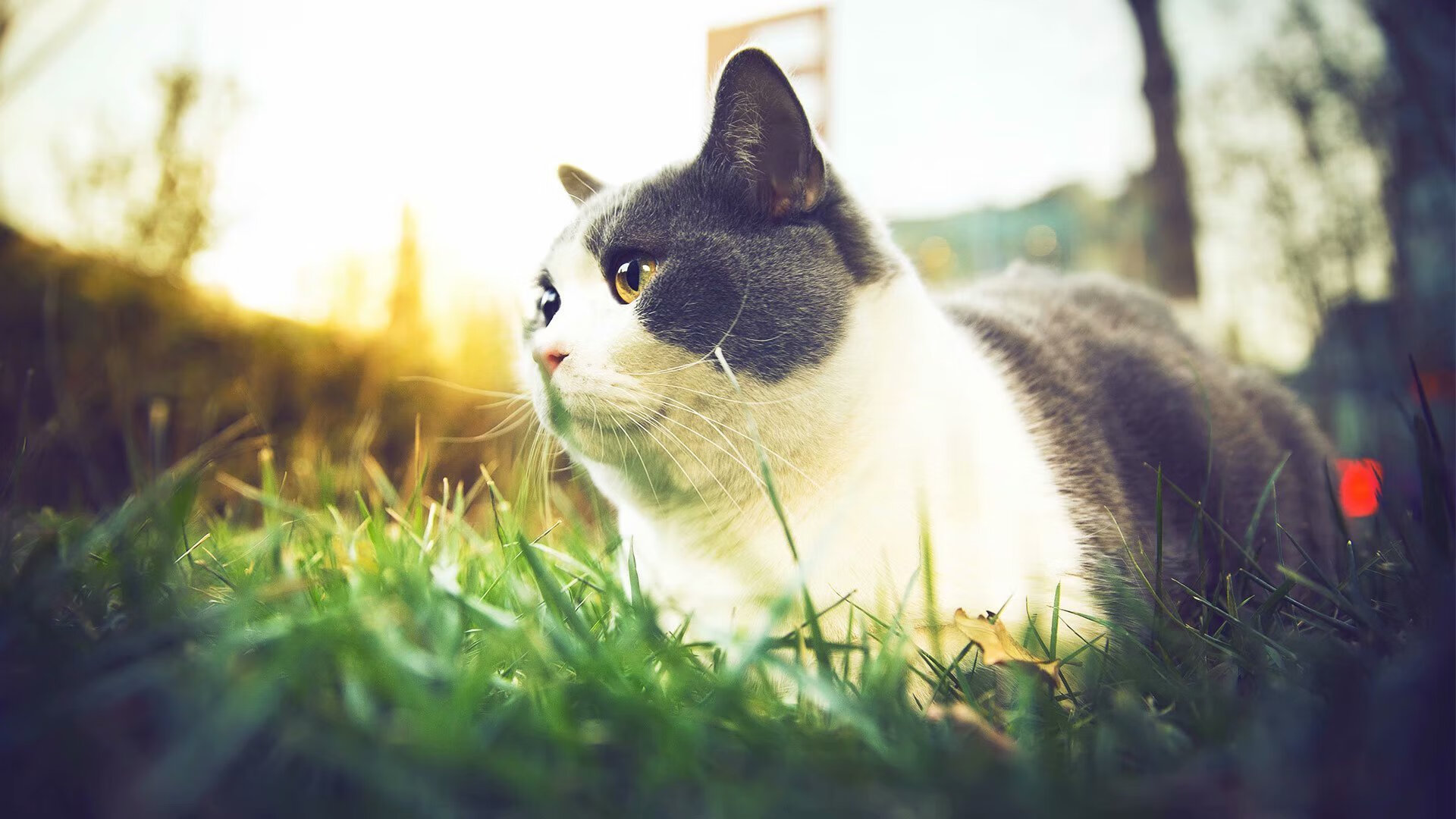 反戈与救赎，维斯塔潘最后一圈的超车，如何定义了红牛帝国的内部法则？