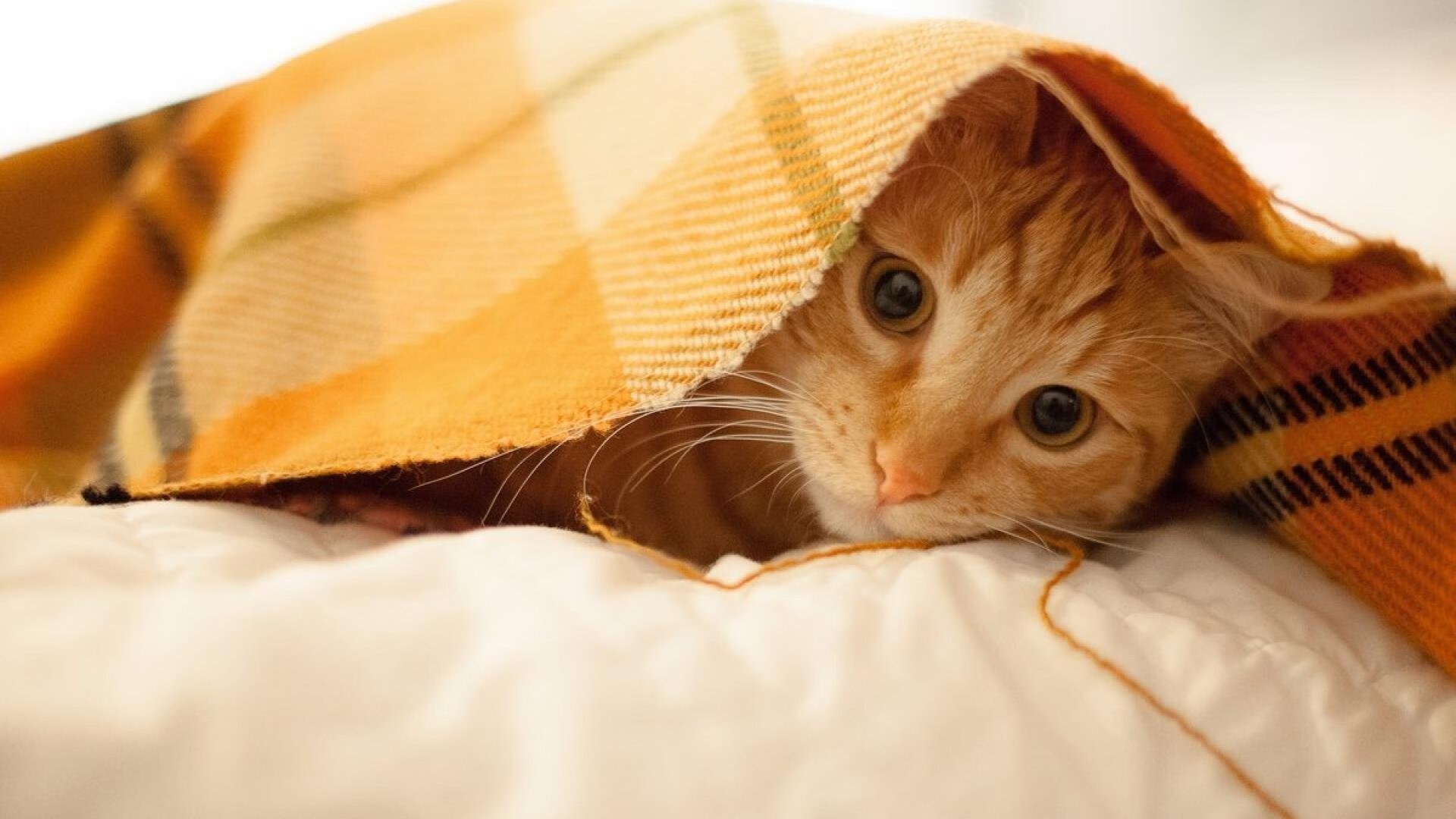 单骑救主，胜利的唯一姿态—从萨拉赫接管比赛到波兰力克美国