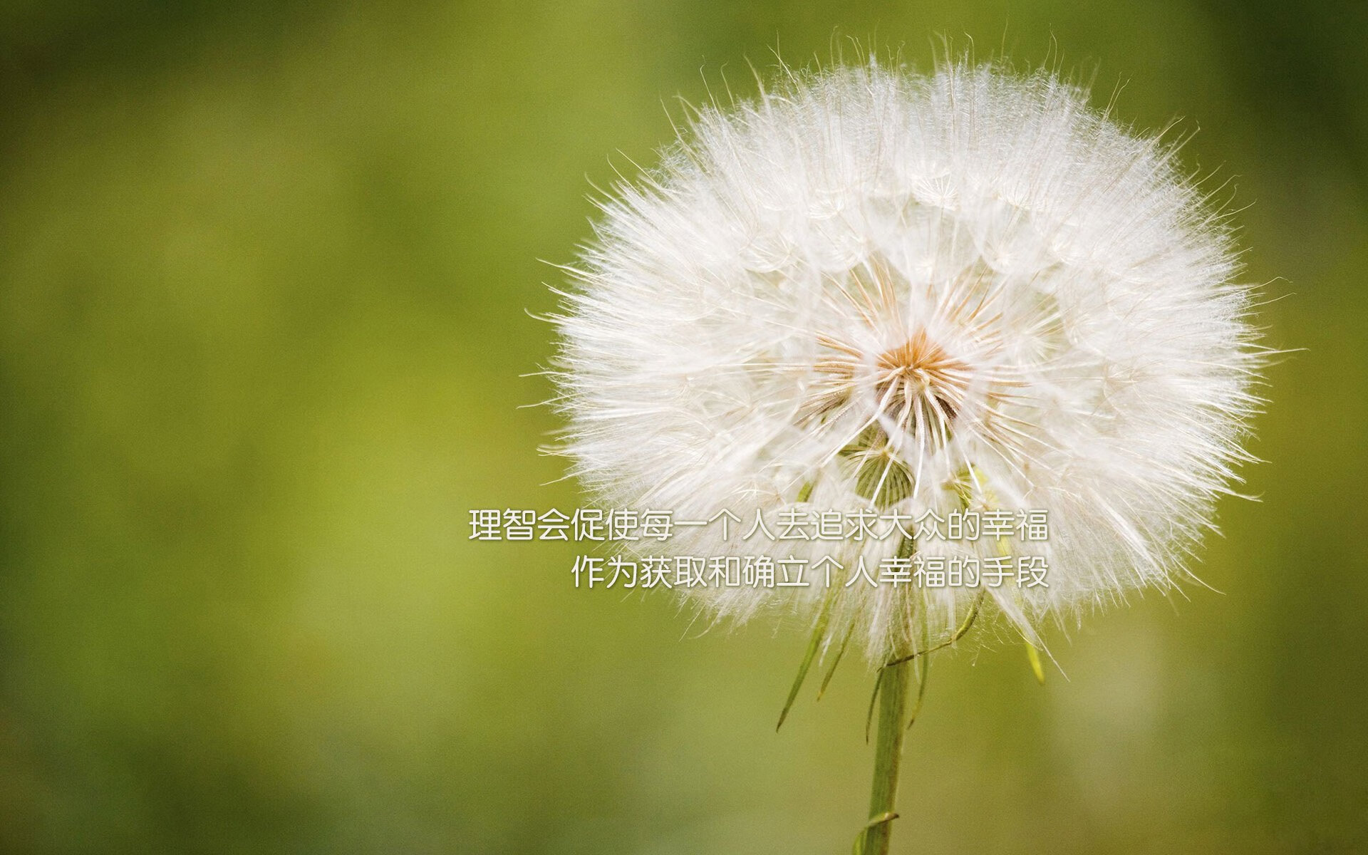 紫百合绽放，红魔之殇，蒂亚戈一锤定音书写欧战之夜