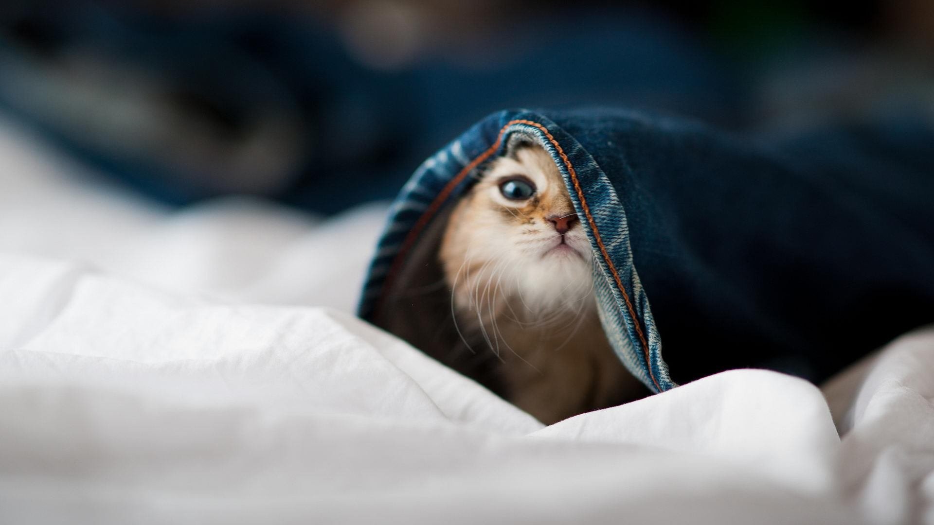 从隐身人到救世主，马克西在抢七之夜的自我证明