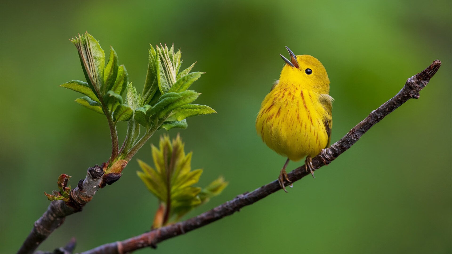 西甲国家德比之夜，克莱·汤普森在另一个平行世界稳定输出不掉线