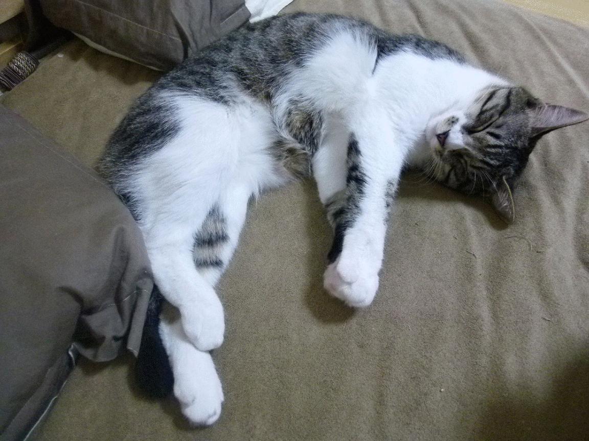 战神降临！保罗36分导演闪电战，深圳半场击溃广厦诠释极致攻防