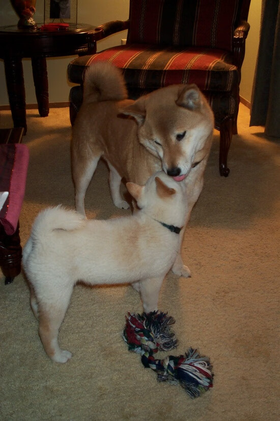 从争议漩涡到决赛英雄，特奥用最残酷的方式完成自我救赎