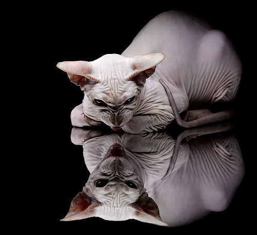 悬念终结于数据洪流,保罗的2026世界杯之夜,如何用数字改写足球史诗