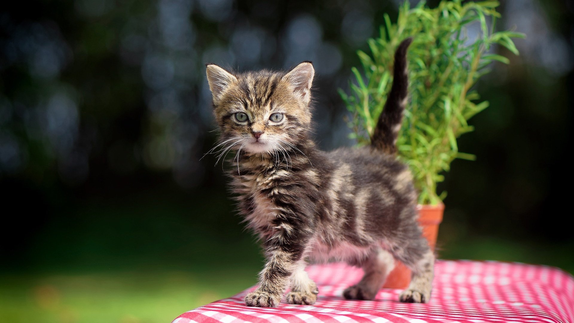 冰与火之歌,文班亚马连珠炮难救主,公牛团队铁蹄踏平上海滩