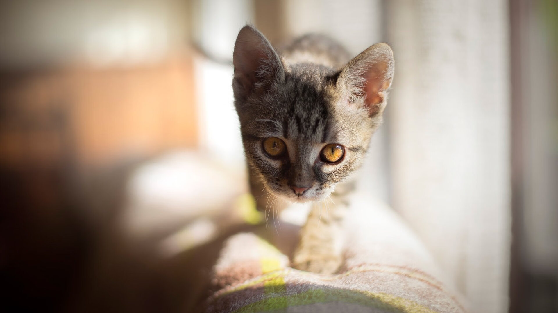 绿茵闪电与赛道狂飙,久保建英在F1揭幕战之夜的极限超频