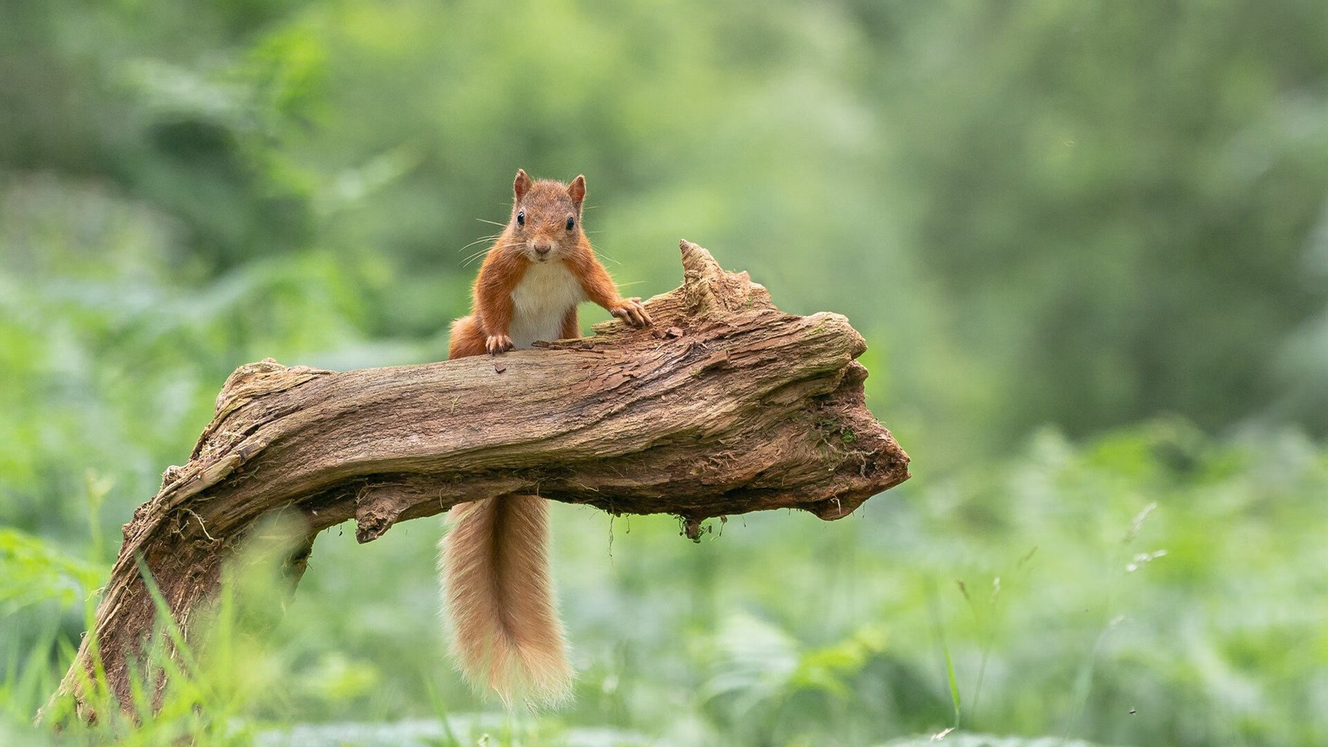 当库里身披雷霆战袍，一场横跨太平洋的篮球奇迹