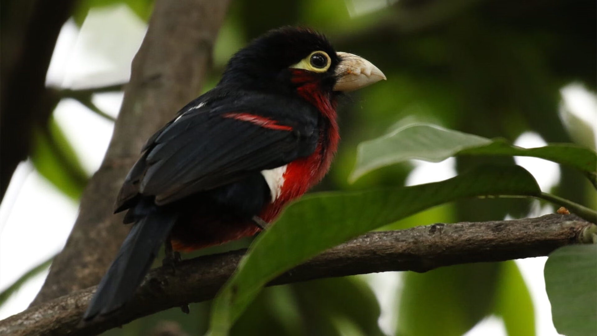 一剑封喉!欧洲红魔客场掀翻宿敌,戈麦斯绝杀定乾坤