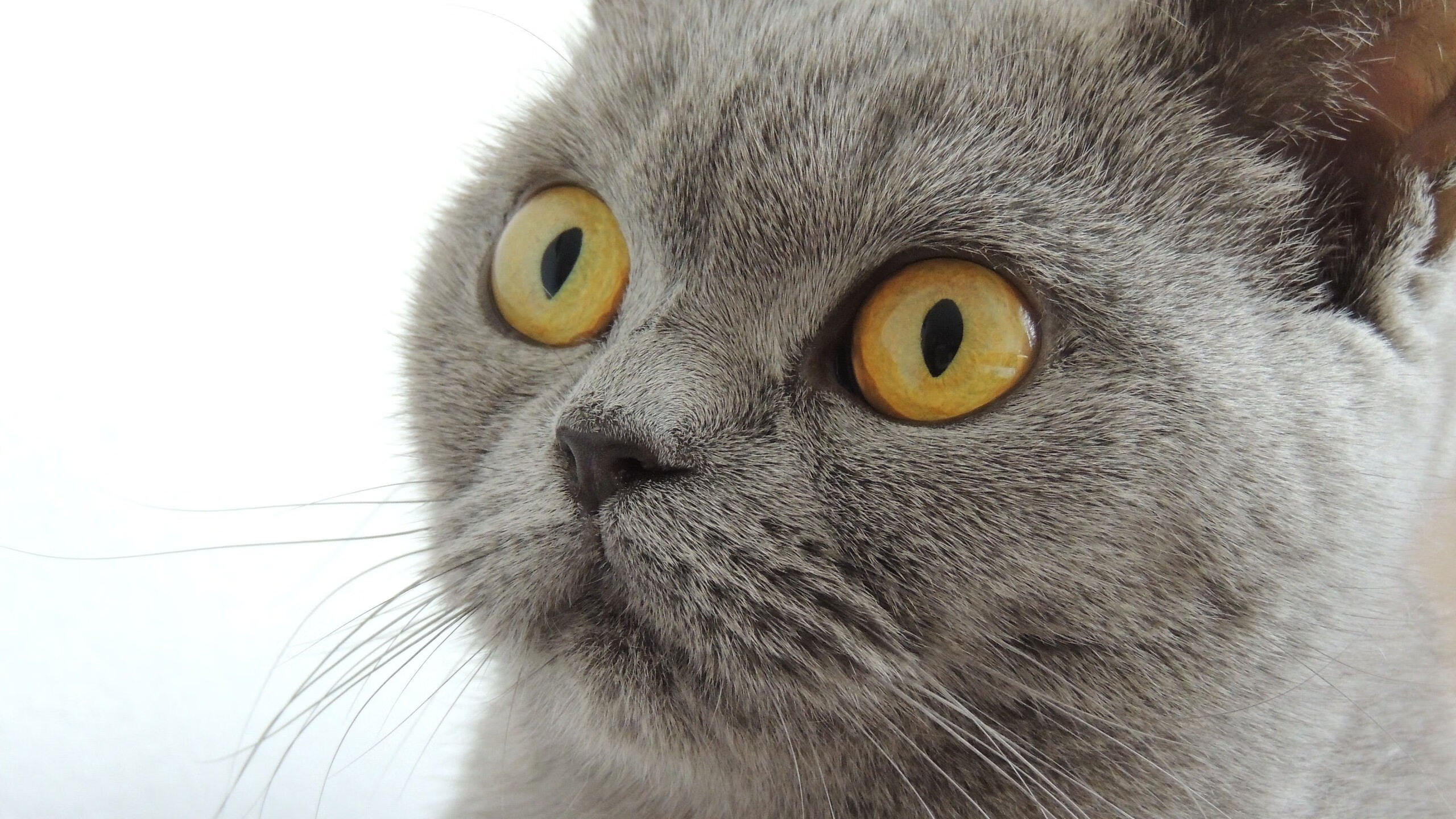 平行世界的哨响，当吉林的冰雪覆盖绿色火焰，杰伦·格林在虚无中重写排名