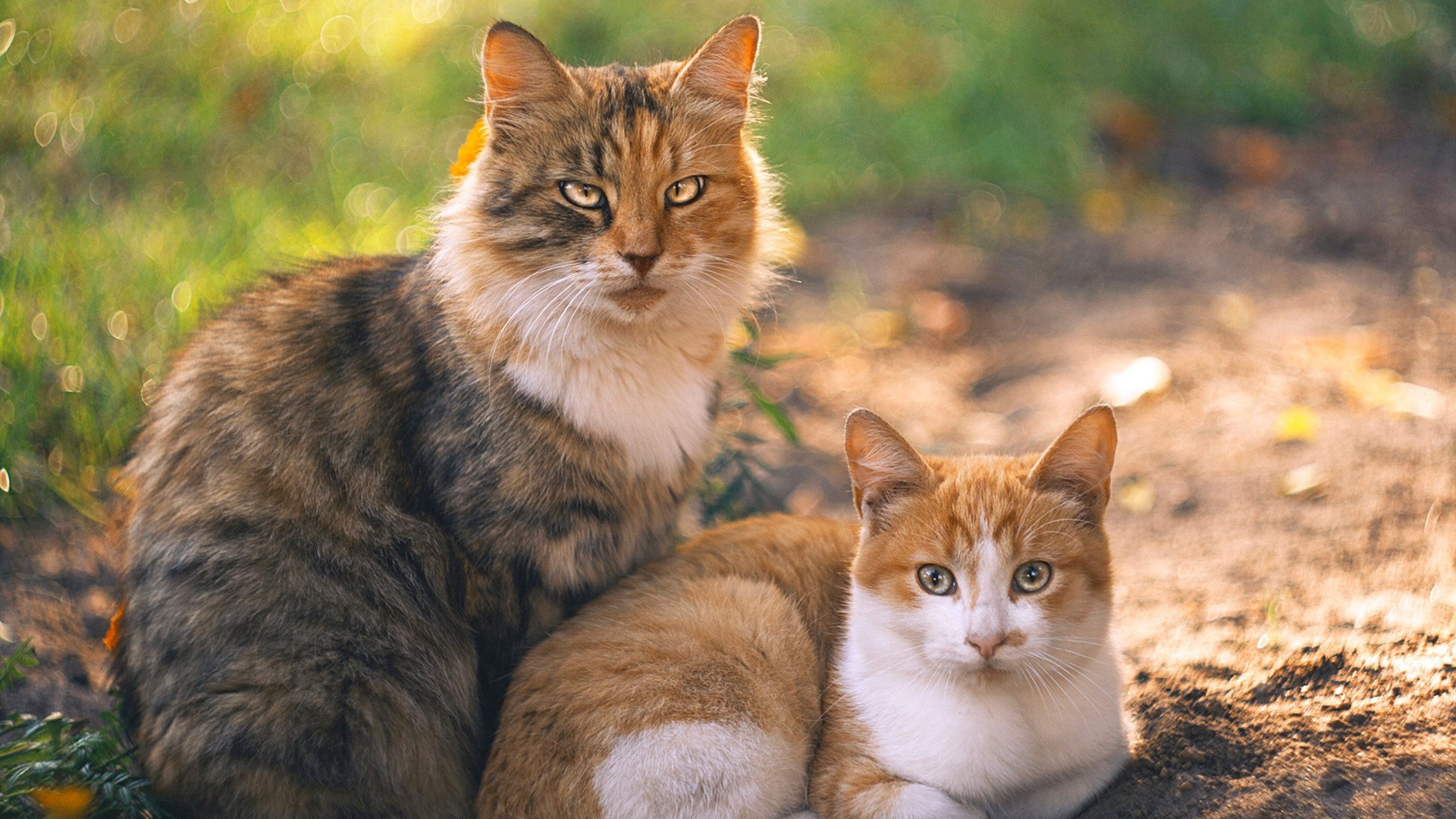 卡塔尔的余烬未冷,2026的烽火已燃,从阿根廷绝杀摩洛哥到C罗闪耀,黑马之战如何重塑足球版图